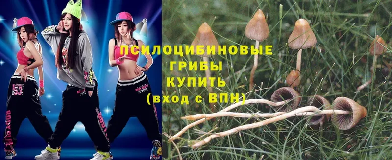 Псилоцибиновые грибы Psilocybe  Курлово 